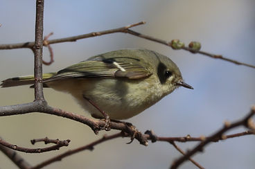 Ruby-crowned kinglet.jpg