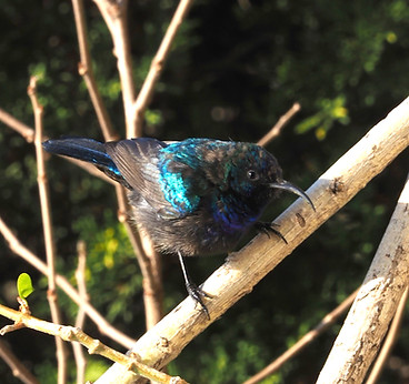 Palestine Sunbird_edited.jpg