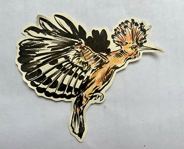 Eurasian Hoopoe.jpg