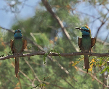 Arabian Green Bee-eater.jpg