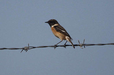 Eurasian Stonechat.jpg