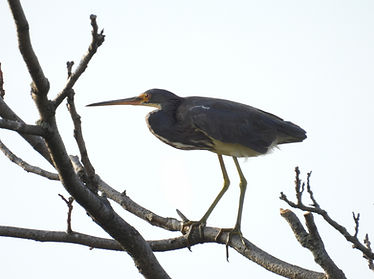Tricolored Heron - Penelope.JPEG