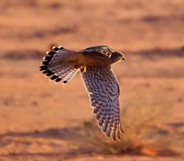 Eurasian Kestrel.jpg