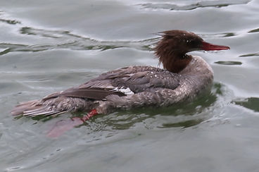 Common merganser.jpeg