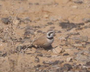 Temminck's Lark.jpg