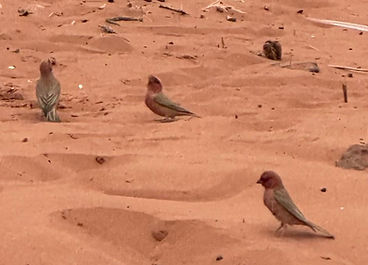 Sinai Rosefinch.jpg