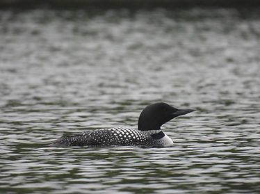 Common Loon - Penelope.JPEG