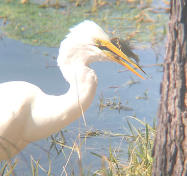 Great Egret.jpg