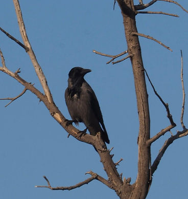 Hooded Crow.jpg