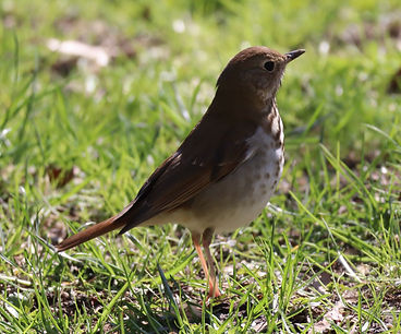Hermit Thrush.jpg