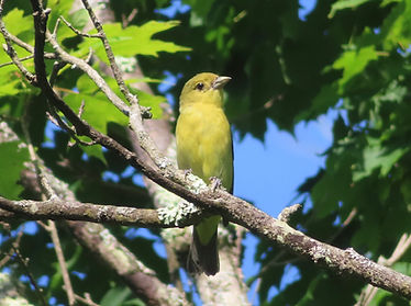 Scarlet tanager.jpg