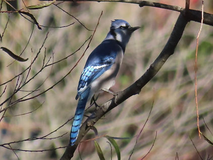 Blue jay.jpg