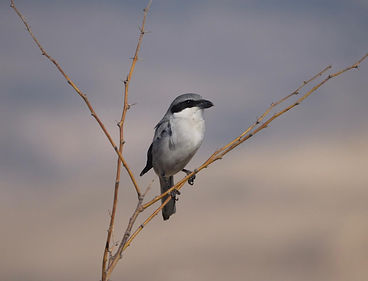 Great Grey Shrike.jpg
