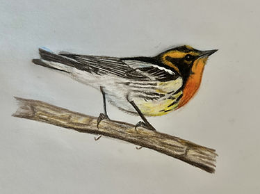Blackburnian Warbler.jpg