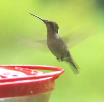 Ruby-throated Hummingbird.jpg