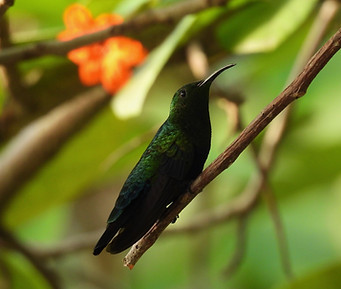 Crowned Woodnymph - Penelope.JPEG