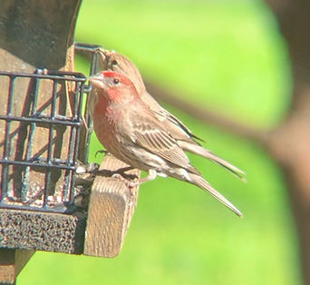 House finch.jpg