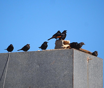 Tristram's Starling.jpg
