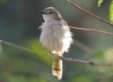 Graceful Prinia.jpg