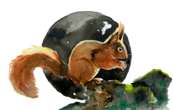 Red Squirrel