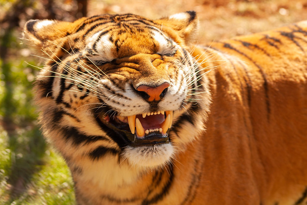 Tiger with mouth open, eyes closed, showing teeth. Vibrant orange and black stripes. Sunlit outdoor setting, grassy background.