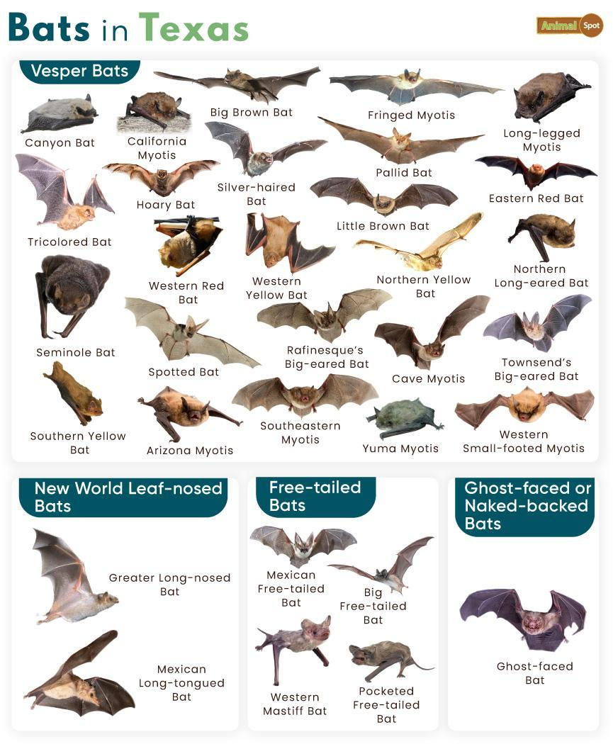 Chart titled "Bats in Texas" showing various bat species with names, grouped by type. Includes Vesper, Leaf-nosed, Free-tailed, and Ghost-faced bats.