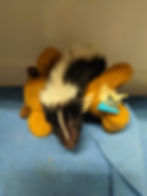 A skunk rests on a brown stuffed toy on a blue blanket. The setting is indoors with neutral lighting. A small blue tag is visible.