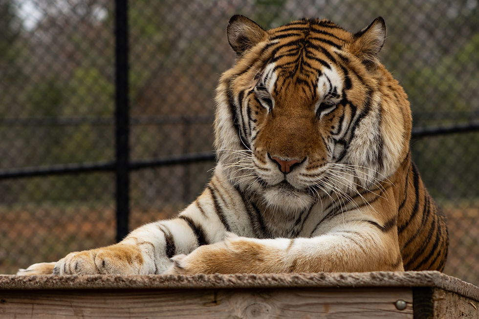 Tiger resting on wooden platform, eyes half-closed, with a fence in the blurred background. Orange and black stripes stand out.