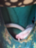 An opossum sleeps inside a patterned hammock with a green lining, curling around a white snake. The scene is cozy and tranquil.