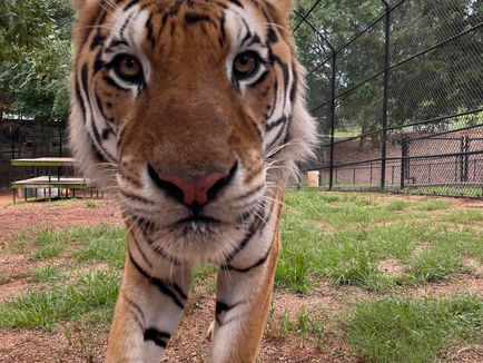 A close up of a tiger
