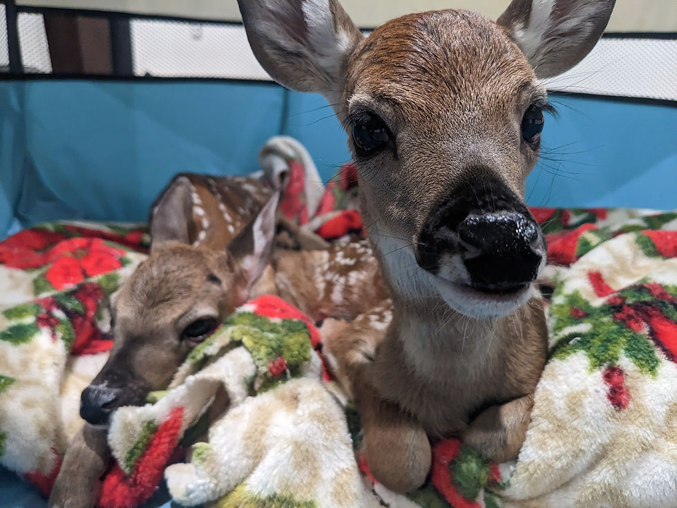 Baby deer snuggled in a floral blanket, one resting and the other alert.