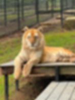 A calm tiger with orange and white fur lies on a wooden platform in an enclosure with grass and metal fencing in the background.