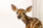 A fawn with big eyes and spotted brown fur looks curiously at the camera against a plain white background.