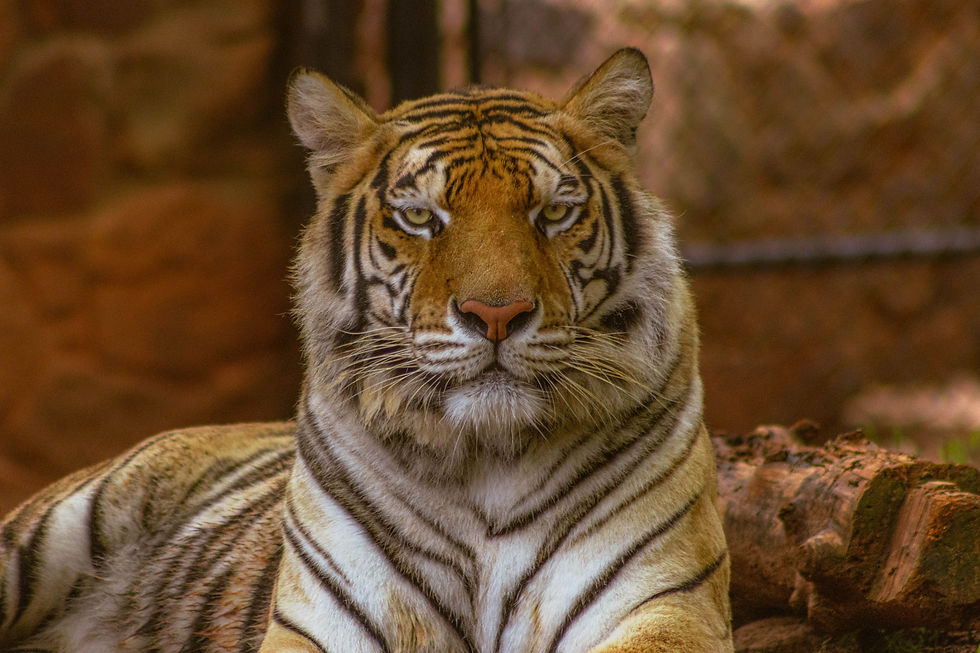 A tiger with striking orange and black stripes lies in a natural setting, staring intently. The background is blurred brown hues.