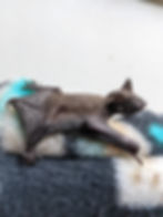 A small bat lies on a fluffy, patterned blanket with shades of black, teal, and cream. The bat's tail membranes are partially open.