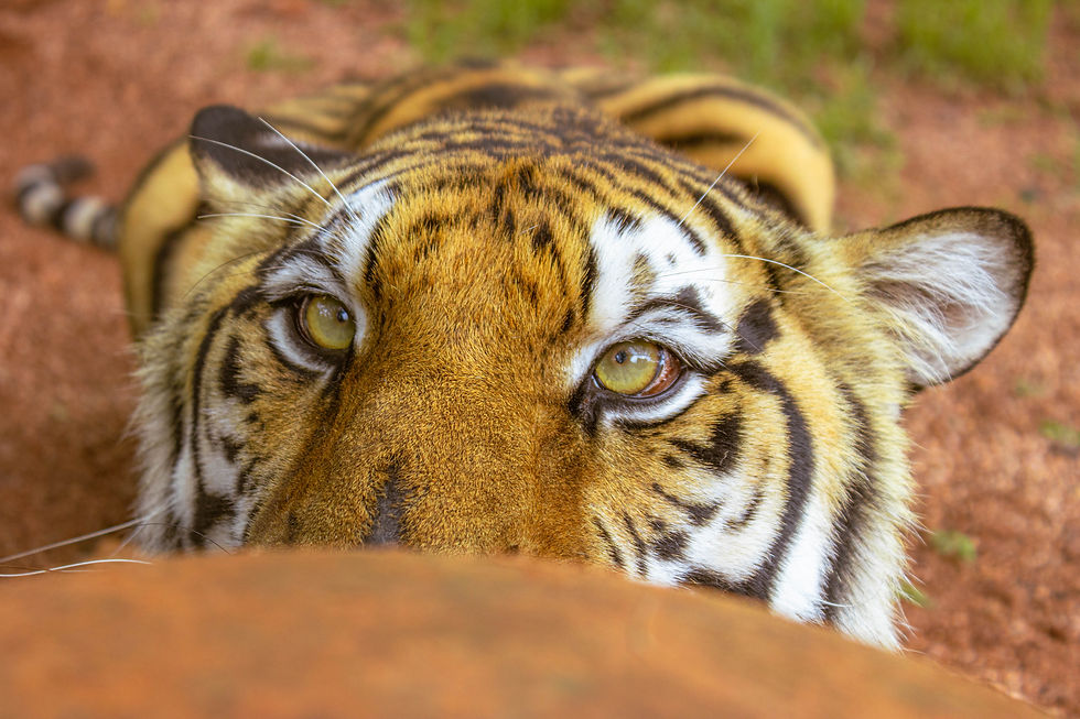 A black and orange tiger peeks over a tan ball