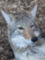 Close-up of a coyote with gray and brown fur, lying on wood chips. The coyote has an alert and serene expression.