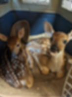 Two fawns with white spots rest in a pet carrier, lying close together on a brown cushion.