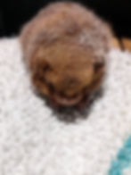 Small reddish bat resting on a textured white surface, appearing calm and relaxed in a close-up view.