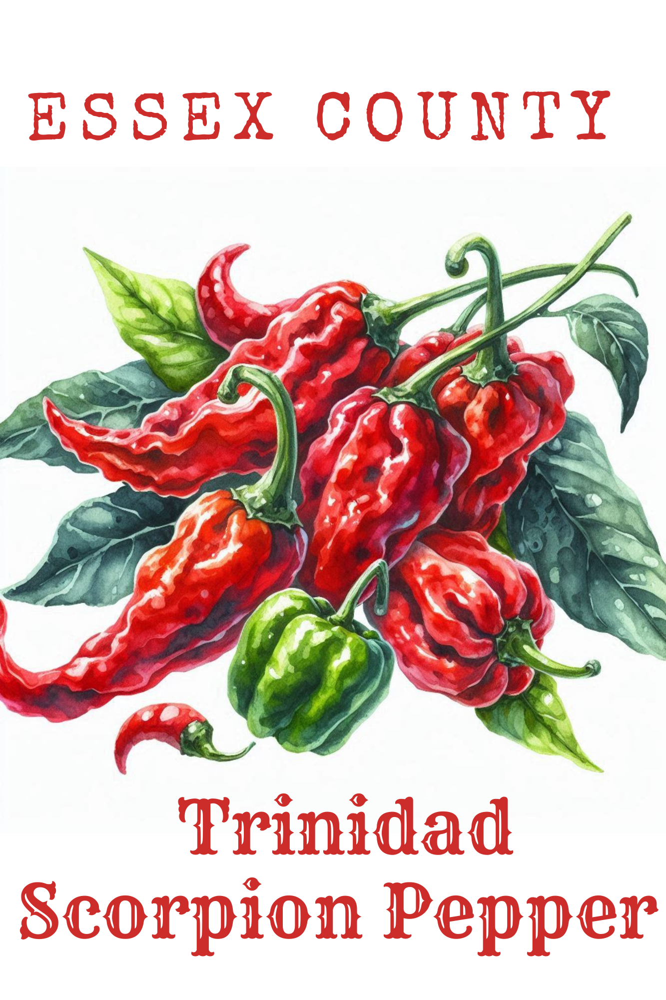 Trinidad Scorpion Pepper/ Each