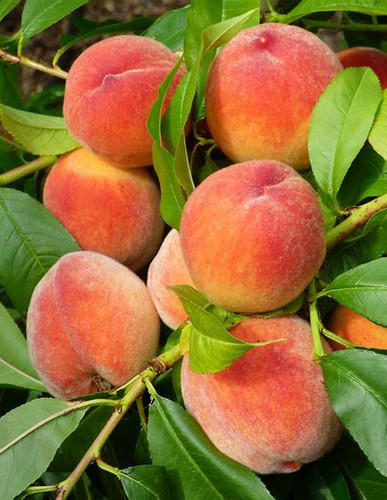 洋楽 Pollen. Peach tree. 洋楽 Pollen. Peach tree. Pollen - Peach Tree - LP | eBay