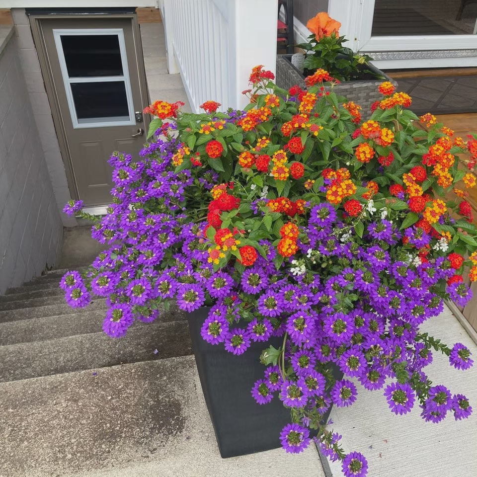 Thumbnail: Organic Spring Fertilizer 5L (6 lb)