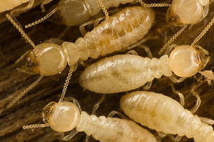 eastern-subterranean-termites.jpg