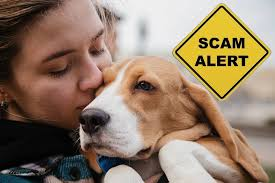 FLORIDA’S PET LEMON LAW