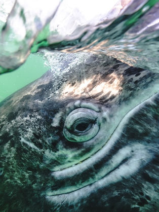 Deep dive into amazing aquatic adventures in Marine Week