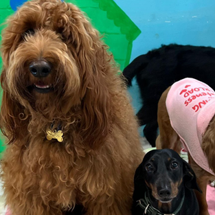 Is Your Dog Suffering From Separation Anxiety? Signs, Causes & What Actually Helps