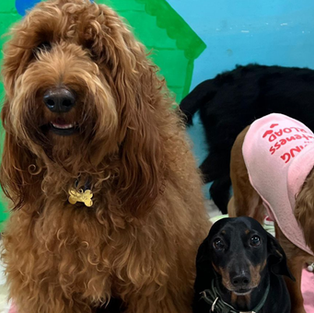 Is Your Dog Suffering From Separation Anxiety? Signs, Causes & What Actually Helps