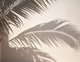 Firefly_Soft blurred shadow of palm leaves cast on a neutral beige wall_edited.jpg