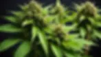 Vibrant raw cannabis plant showcasing THCa