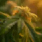 a better dispensary locator